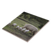 Ein Schwein mit Ferkeln auf einem Gebiet Fliese (Seite)