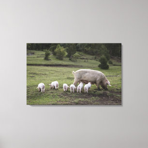 Ein Schwein mit Ferkeln auf einem Gebiet Leinwanddruck