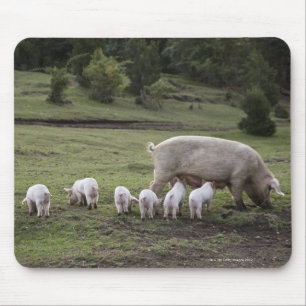 Ein Schwein mit Ferkeln auf einem Gebiet Mousepad