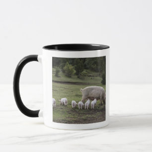 Ein Schwein mit Ferkeln auf einem Gebiet Tasse