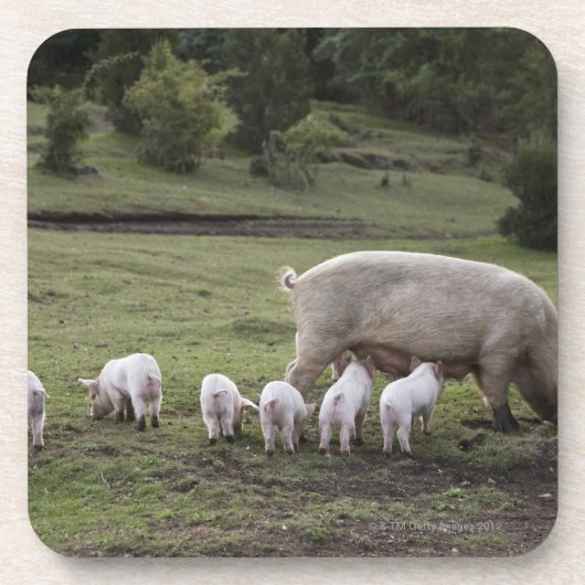 Ein Schwein mit Ferkeln auf einem Gebiet Untersetzer (Vorderseite)