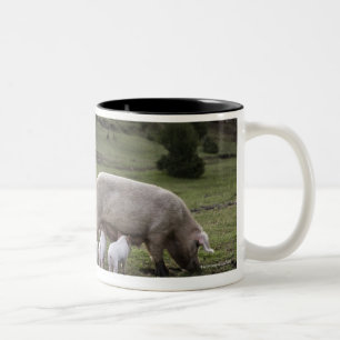 Ein Schwein mit Ferkeln auf einem Gebiet Zweifarbige Tasse