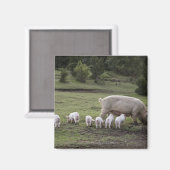 Ein Schwein mit Ferkeln im Feld Magnet (Vorderseite/Rückseite)