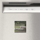 Ein Schwein mit Ferkeln im Feld Magnet (In Situ (Geschirrspüler))