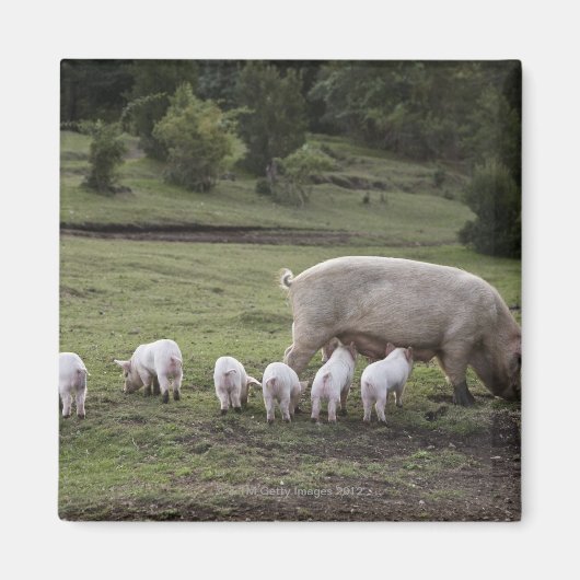 Ein Schwein mit Ferkeln im Feld Magnet (Vorne)