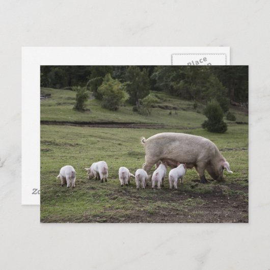 Ein Schwein mit Ferkeln im Feld Postkarte (Vorne/Hinten)