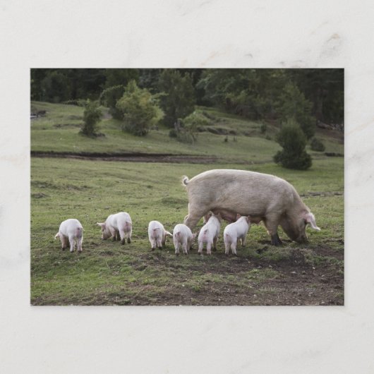 Ein Schwein mit Ferkeln im Feld Postkarte (Vorderseite)