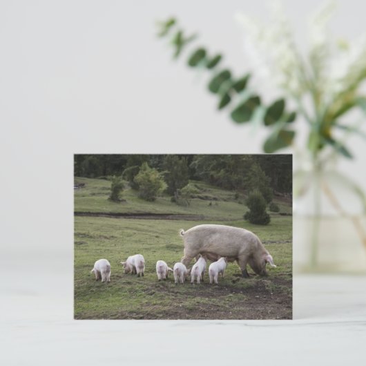 Ein Schwein mit Ferkeln im Feld Postkarte (Stehend Vorderseite)