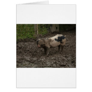 Ein Schweine im Schlamm