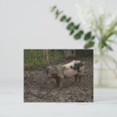 Ein Schweine im Schlamm Postkarte (Stehend Vorderseite)