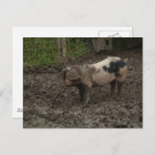 Ein Schweine im Schlamm Postkarte (Vorne/Hinten)