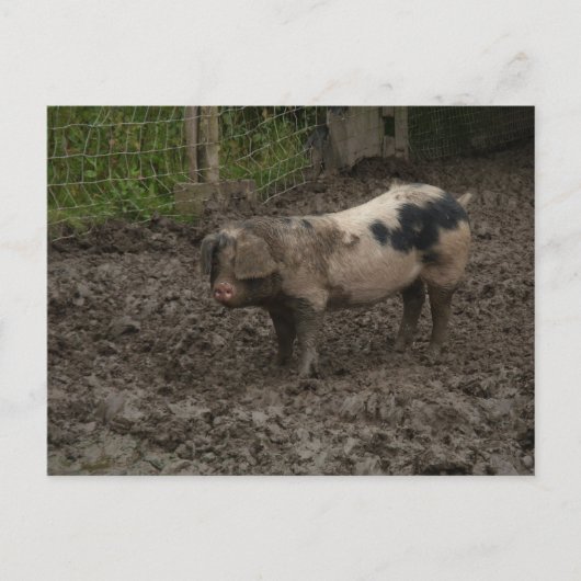 Ein Schweine im Schlamm Postkarte (Vorderseite)
