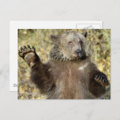 Ein schwellender Grizzlybär Postkarte (Vorne/Hinten)