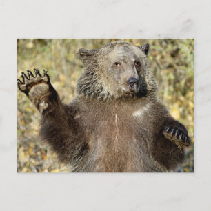 Ein schwellender Grizzlybär Postkarte