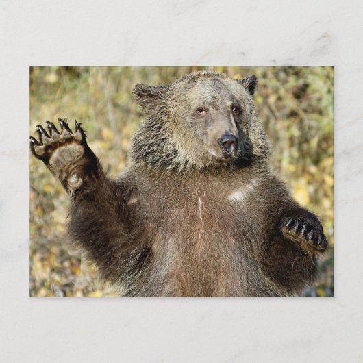 Ein schwellender Grizzlybär Postkarte (Vorderseite)