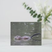 Ein schwimmender und fressender Muskrat. Postkarte (Stehend Vorderseite)