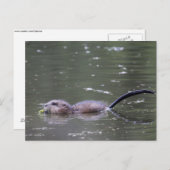 Ein schwimmender und fressender Muskrat. Postkarte (Vorne/Hinten)