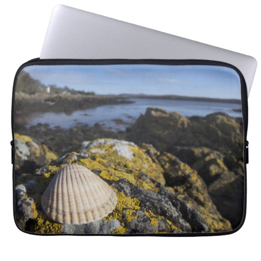 Ein Seashell sitzt auf einem Felsen | Dumfries, Laptopschutzhülle (Vorderseite)
