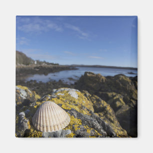 Ein Seashell sitzt auf einem Felsen Dumfries, Magnet