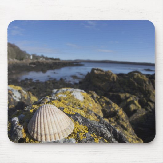 Ein Seashell sitzt auf einem Felsen | Dumfries, Mousepad (Vorne)