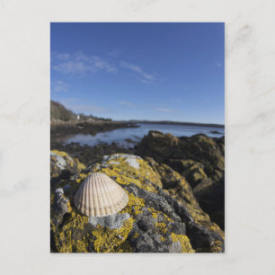 Ein Seashell sitzt auf einem Felsen Dumfries, Postkarte