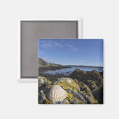 Ein Seashell sitzt auf einem Felsen | Dumfries, Sc Magnet (Vorderseite/Rückseite)