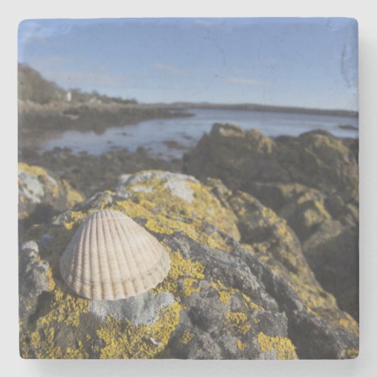 Ein Seashell sitzt auf einem Felsen | Dumfries, Steinuntersetzer (Vorderseite)