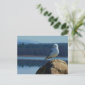 Ein See Champlain Sea Gull Postkarte (Stehend Vorderseite)