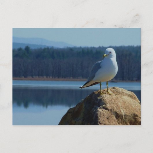 Ein See Champlain Sea Gull Postkarte (Vorderseite)