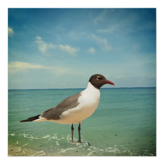 Ein Seeadler Poster (Vorderseite)