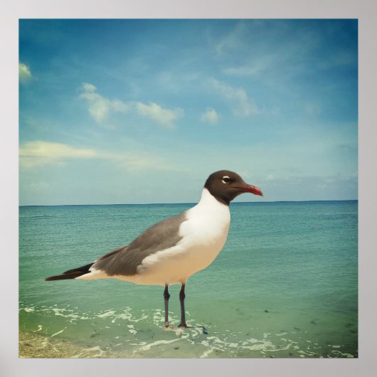 Ein Seeadler Poster (Vorne)