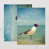 Ein Seeadler Postkarte (Vorne/Hinten)