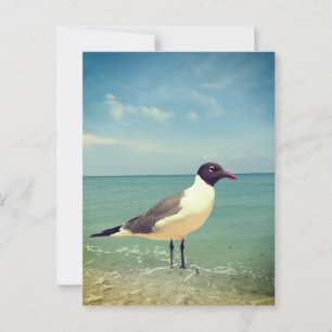 Ein Seeadler Postkarte