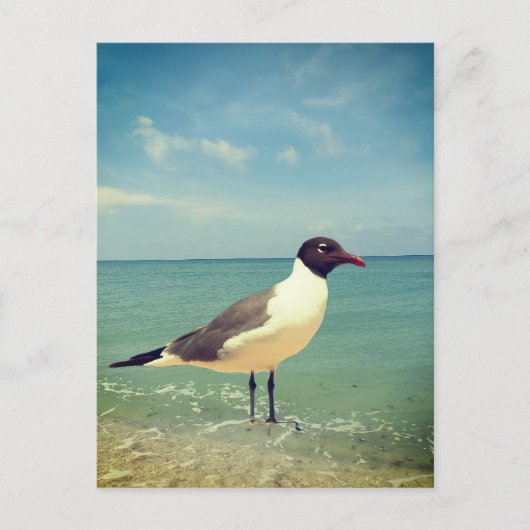 Ein Seeadler Postkarte (Vorderseite)