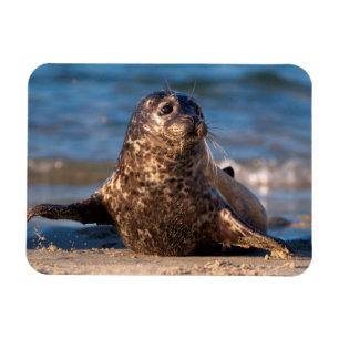 Ein Seehundbaby, das im Children's Pool an Land ko Magnet