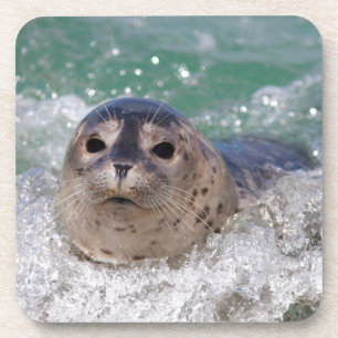 Ein Seehundbaby surft Untersetzer
