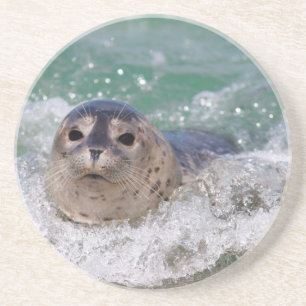 Ein Seehundbaby surft Untersetzer