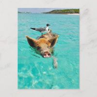 Ein Seemann und ein Schwein