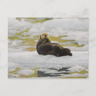 Ein Seeotter ruht auf einem kleinen Eisberg Postkarte