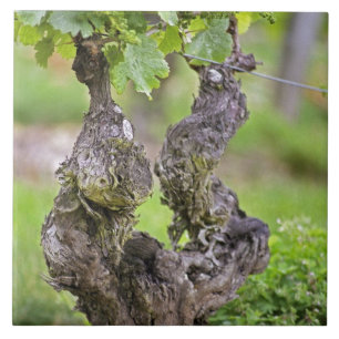 Ein sehr alter Rebstock im Weinberg Clos de l'Echo Fliese