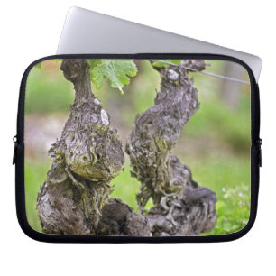 Ein sehr alter Rebstock im Weinberg Clos de l'Echo Laptopschutzhülle