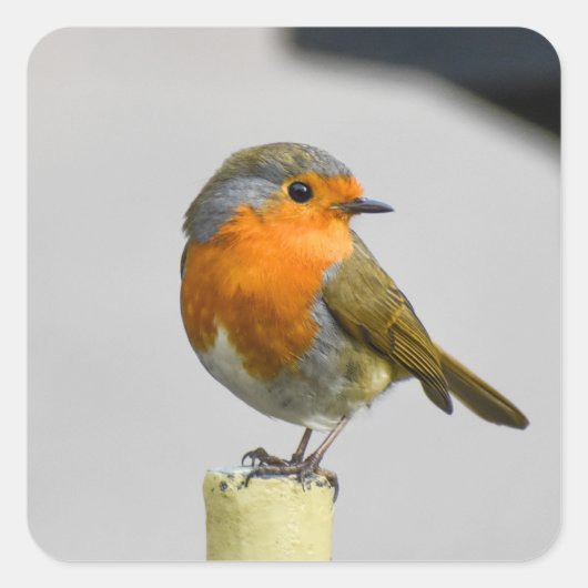 Ein sehr Atemberaubender Robin Quadratischer Aufkleber (Vorderseite)