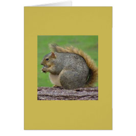 Ein sehr fettes Eichhörnchen