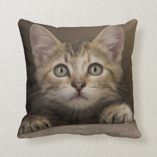 Ein sehr süßes Tabby-Kätzchen Kissen