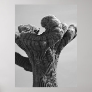 Ein seltener Saguaro Cactus Poster