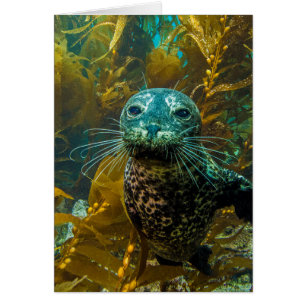 Ein seltsamer Hafen Siegel Kelp Forest Santa Bar