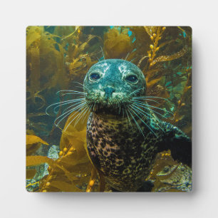 Ein seltsamer Hafen Siegel Kelp Forest Santa Bar Fotoplatte