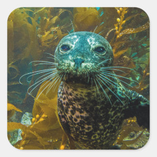 Ein seltsamer Hafen Siegel Kelp Forest Santa Bar Quadratischer Aufkleber