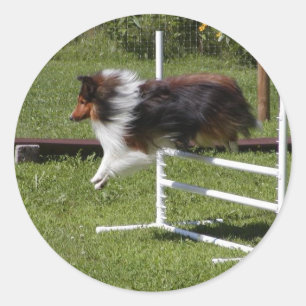 Ein Sheltie reinigt die Bar Runder Aufkleber