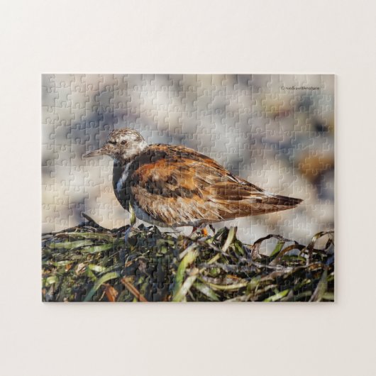 Ein Showroom von Ruddy Turnstone Shorebird Puzzle (Horizontal)